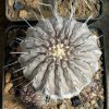 Copiapoa_dealbata